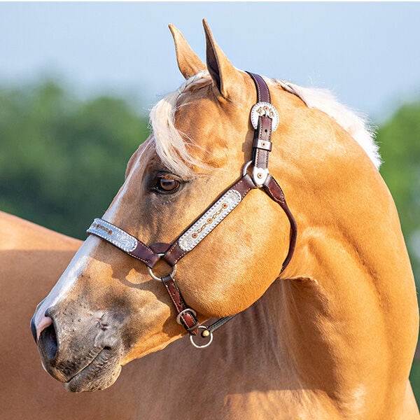 How to Clip a Horse's Ears Safely and Effectively